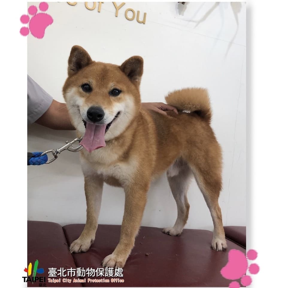 Photo of No. 111110804, Adult · Male · Medium · Shiba Inu