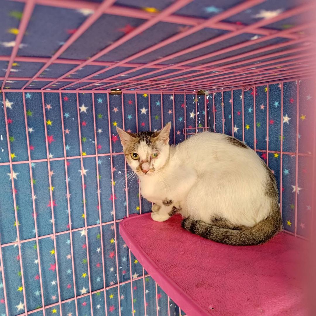 Photo of No. VAAAG112081303, Adult · Female · Medium · Mixed breed