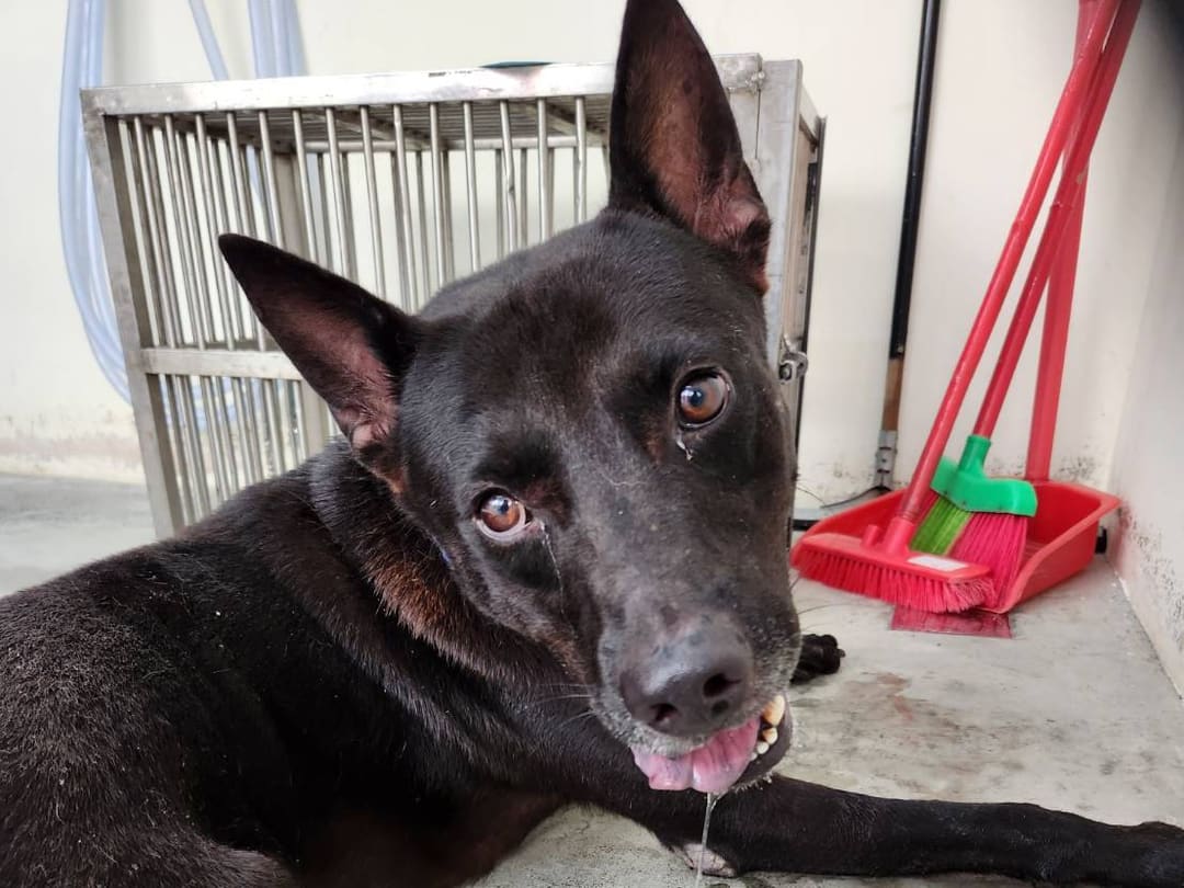 Photo of No. VAAAG112081404, Adult · Male · Medium · Mixed breed