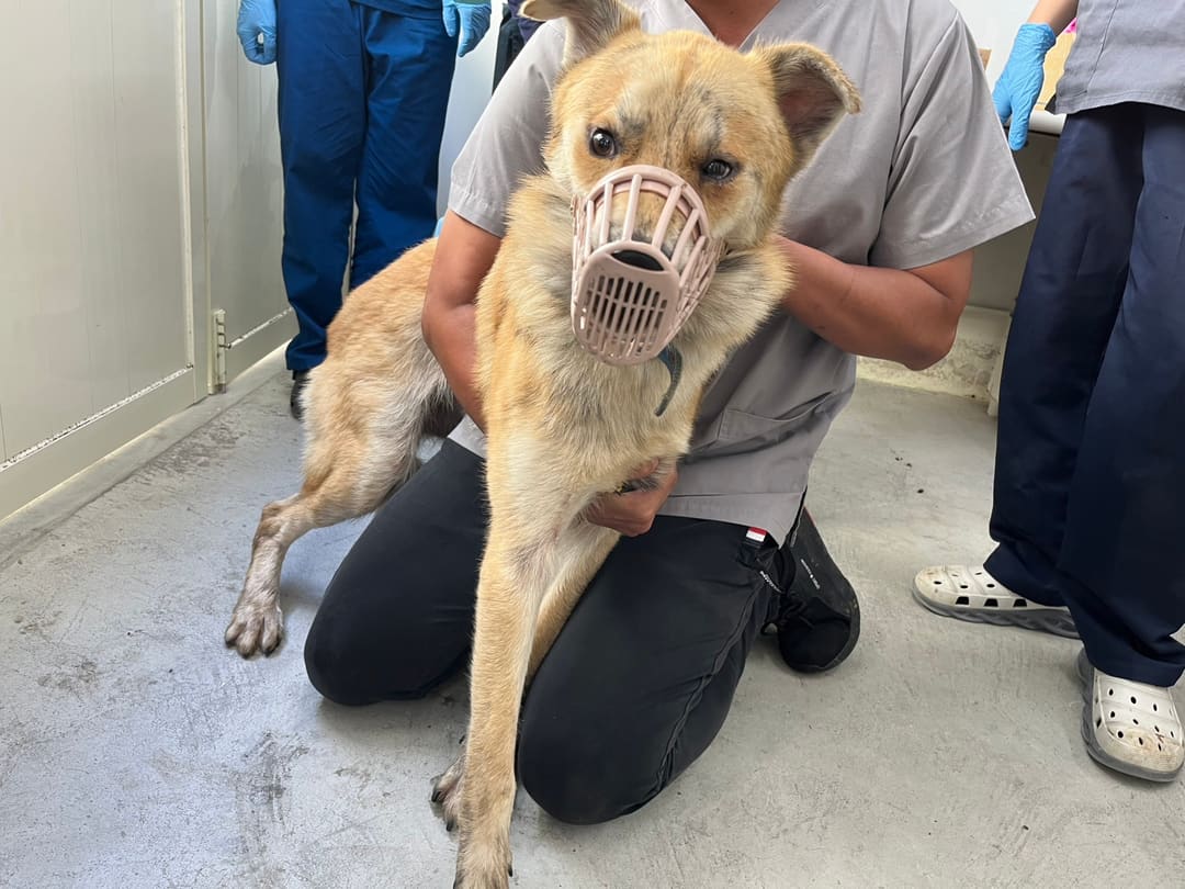 Tan tabby adult male mixed-breed dog, Medium, shelter no. …1506