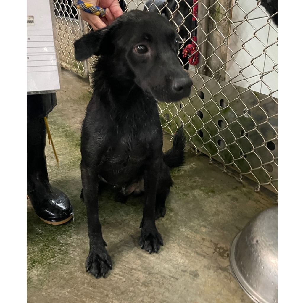 Photo of No. AAACG1111110004, Adult · Male · Medium · Mixed breed