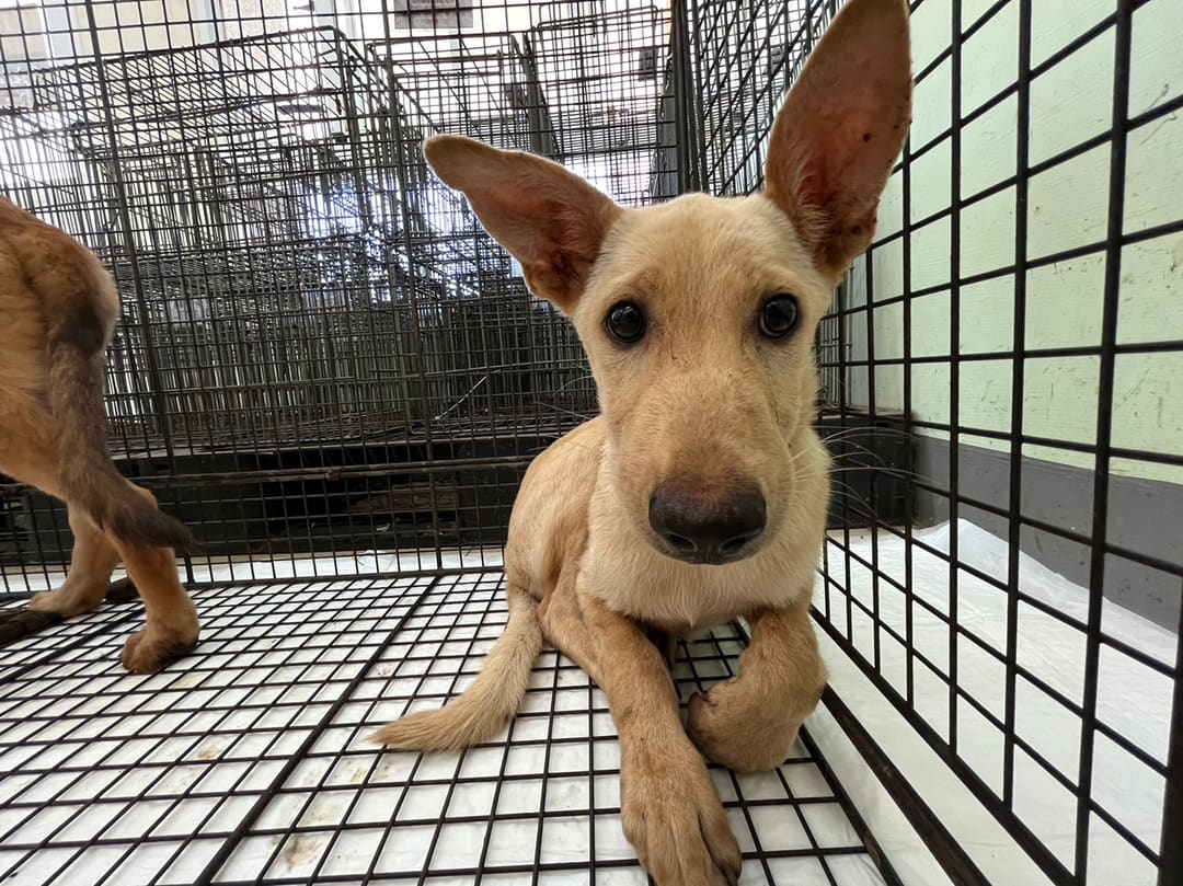 Photo of No. 1120814D01, Young · Male · Small · Mixed breed