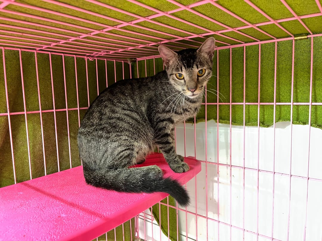 Photo of No. VAAAG112082104, Adult · Female · Medium · Mixed breed