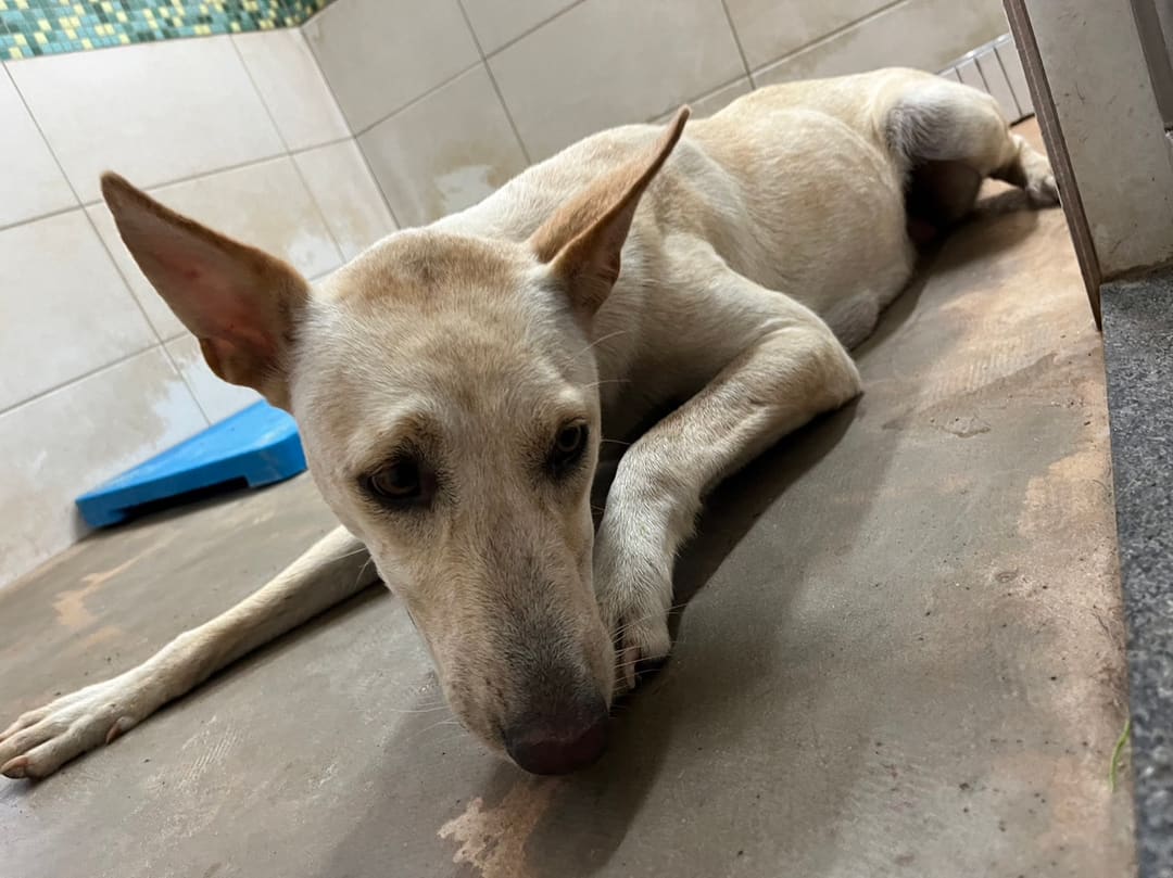 Photo of No. 1120817D01, Adult · Female · Medium · Mixed breed