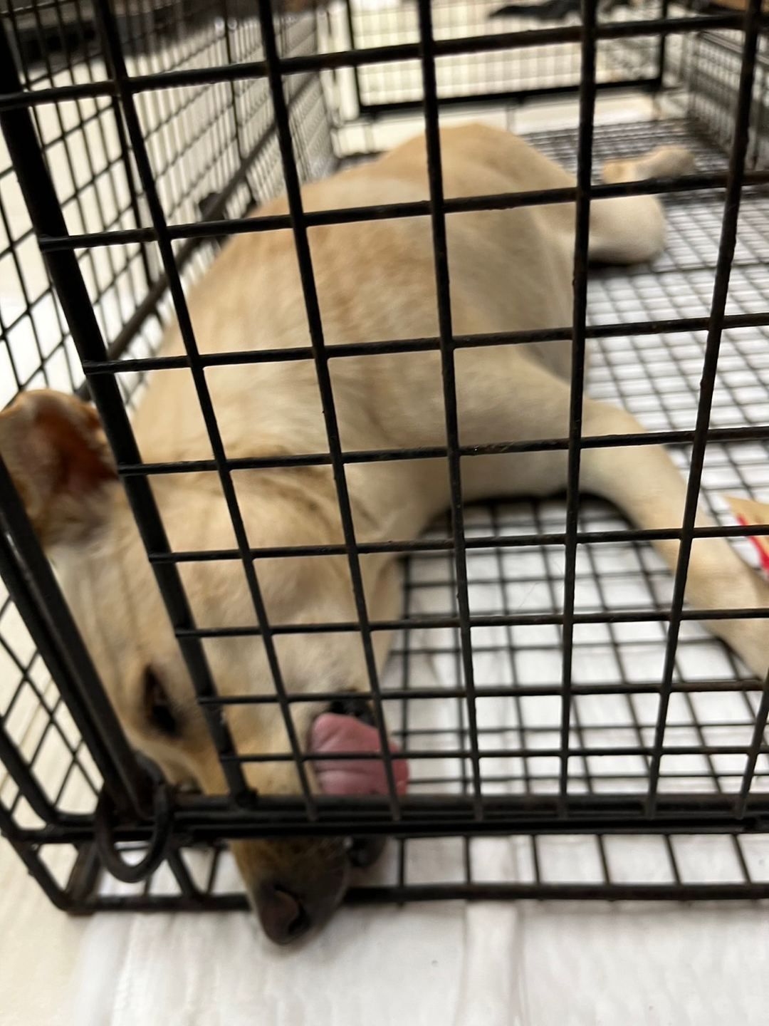 Photo of No. 1120817D02, Adult · Female · Medium · Mixed breed