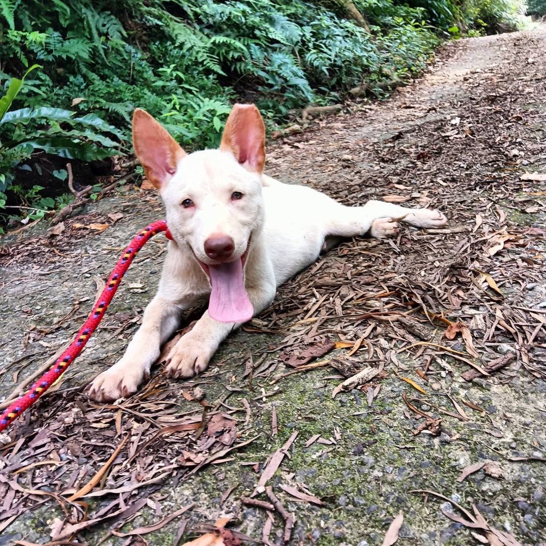 Photo of No. AAACG1120822005, Young · Male · Small · Mixed breed