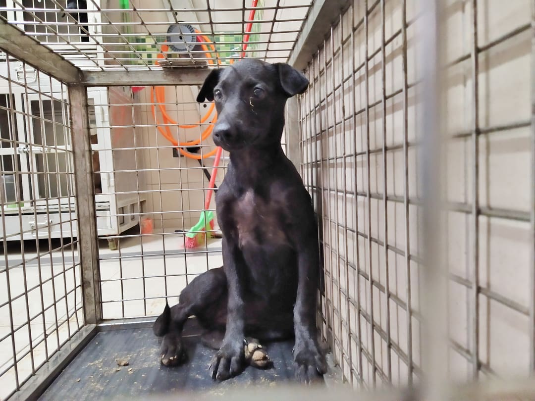 Photo of No. LAABG1120823001, Young · Female · Medium · Mixed breed