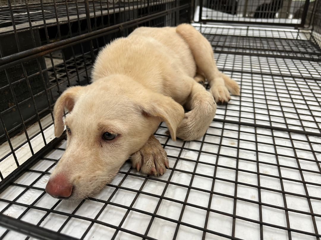 Photo of No. 1120823D01, Young · Male · Small · Mixed breed