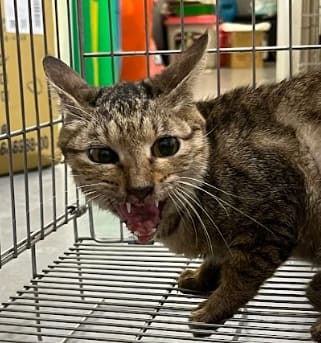 Photo of No. AAAHG1120825004, Adult · Female · Medium · Mixed breed