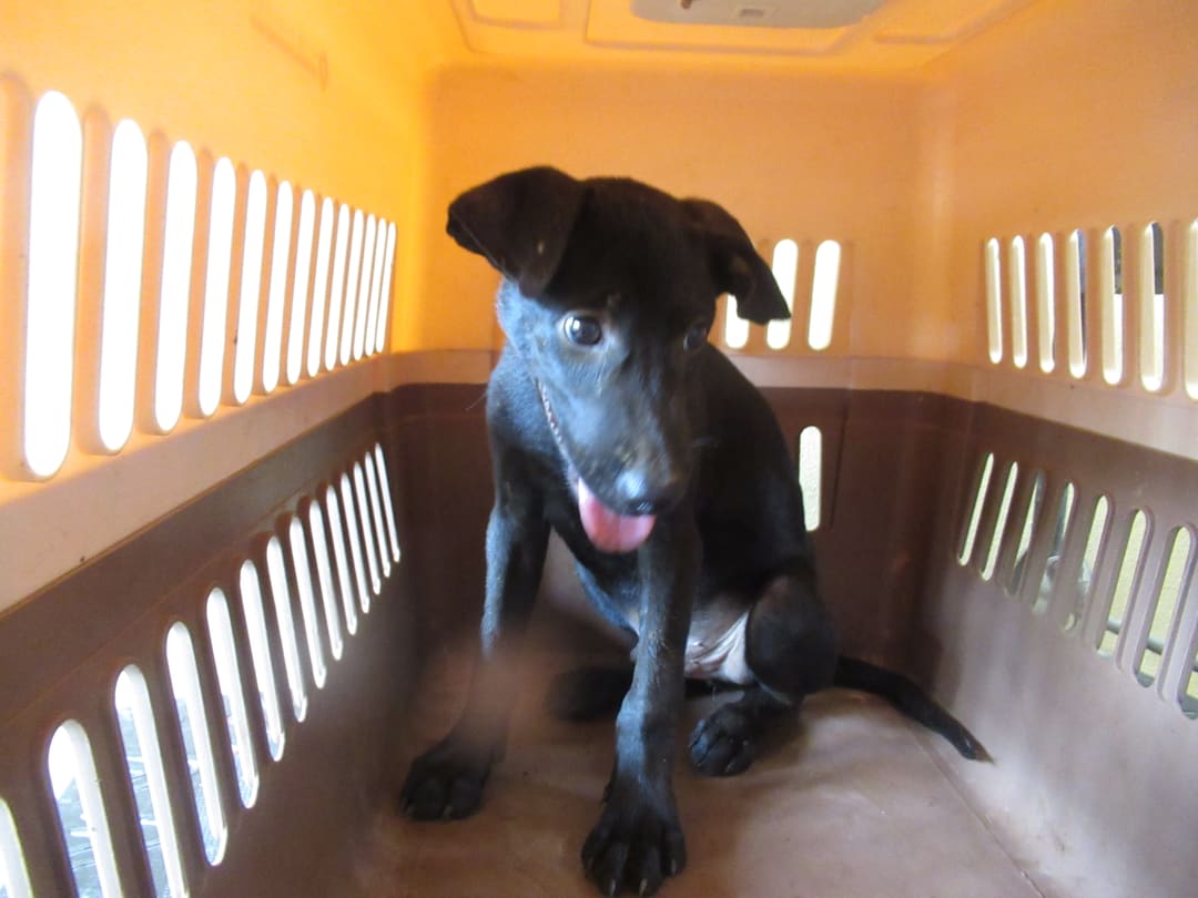 Photo of No. RAAAG1120825001, Young · Male · Small · Mixed breed