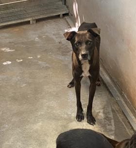 Photo of No. AAAHG1120828001, Adult · Female · Medium · Mixed breed