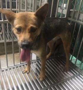 Photo of No. AAAHG1120828003, Adult · Female · Medium · Mixed breed