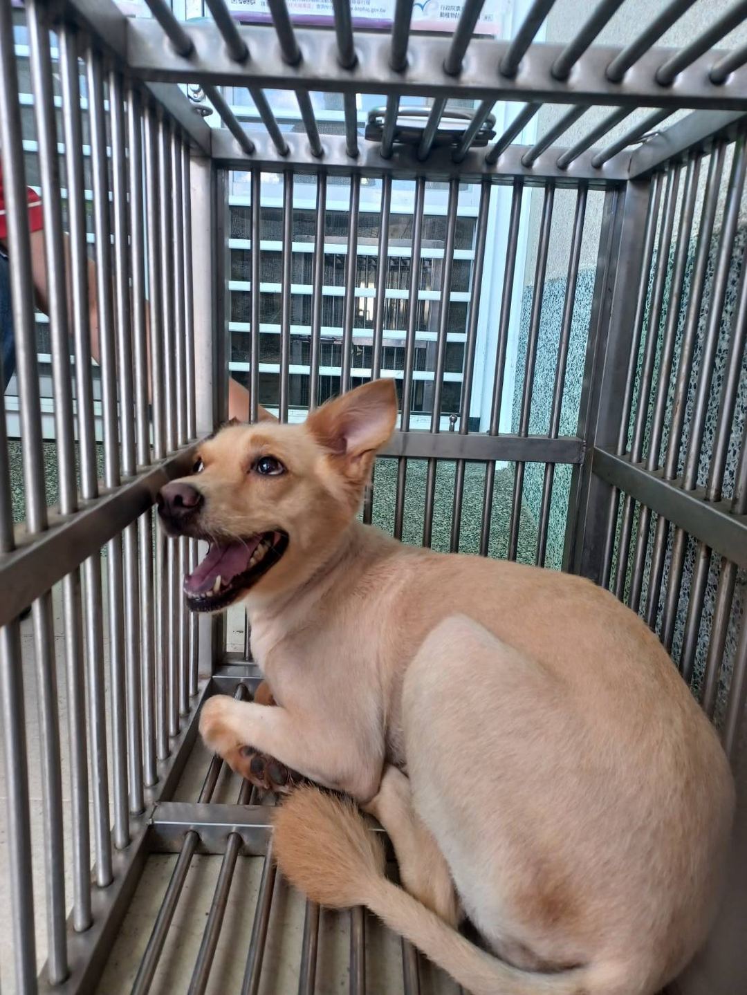 Brown adult female mixed-breed dog, Medium, shelter no. …8001
