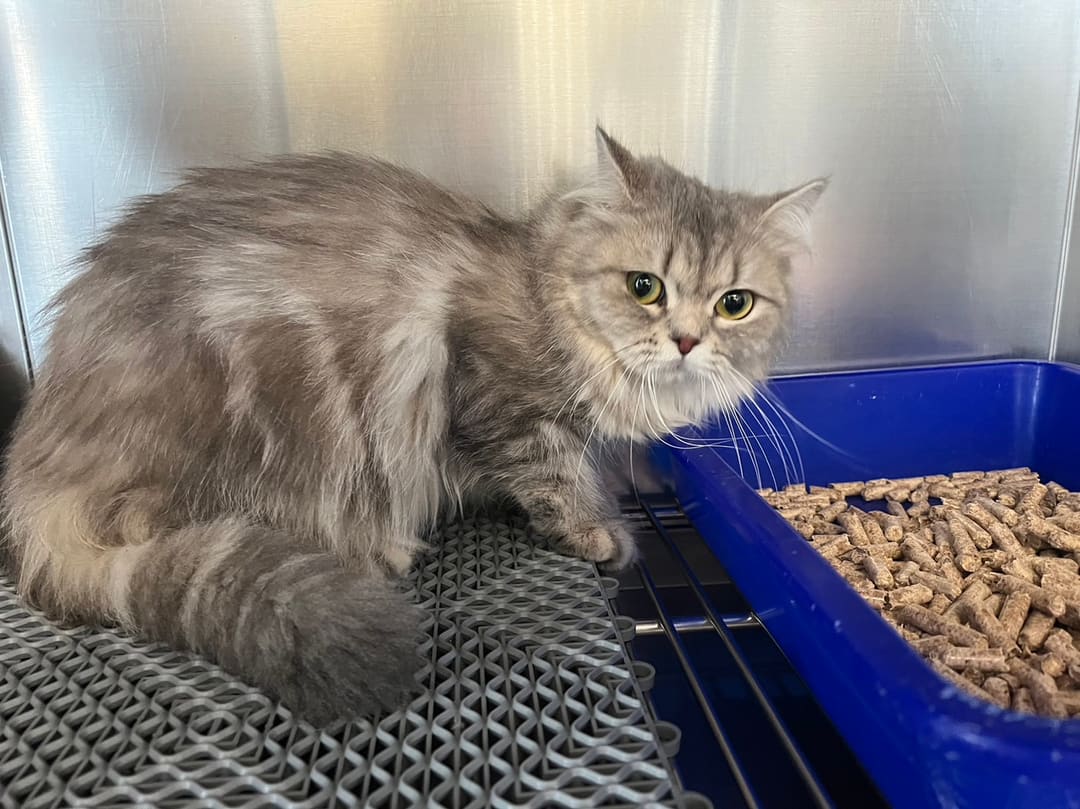 Photo of No. CAAAG1120828032, Adult · Female · Medium · British Longhair