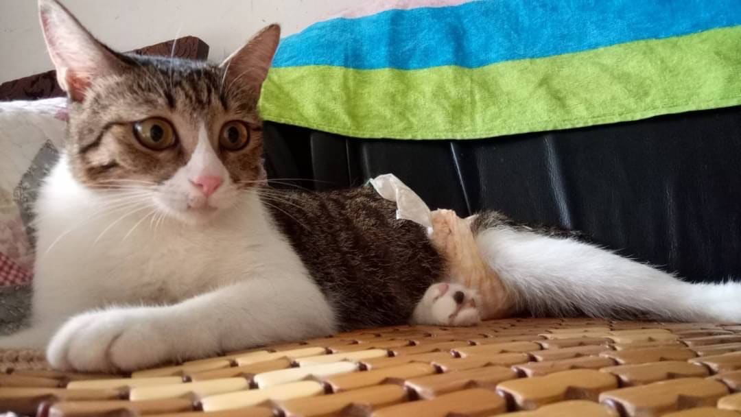 Photo of No. AAACG1120829002, Adult · Female · Medium · Mixed breed