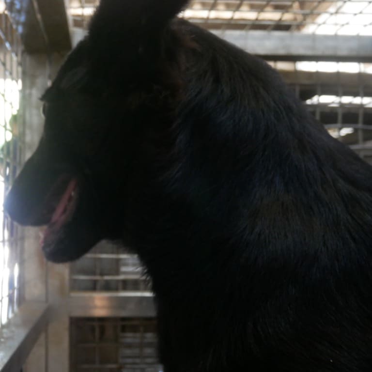 Black adult male mixed-breed dog, Medium, shelter no. …8-01