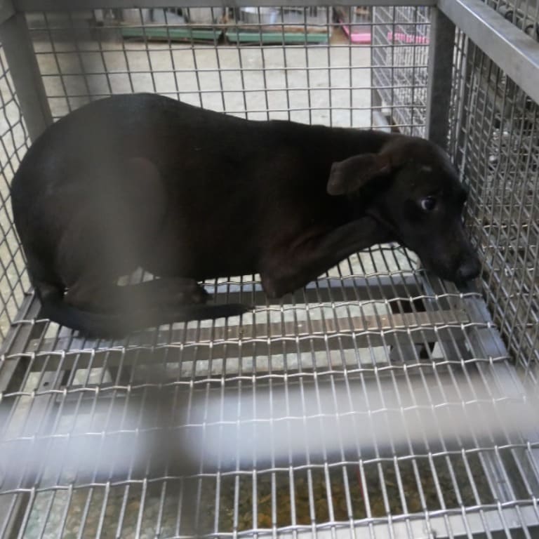 Photo of No. S120828-04, Adult · Female · Medium · Mixed breed