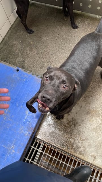 Photo of No. AAACG1120830005, Adult · Male · Large · Mixed breed