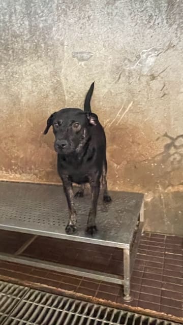 Photo of No. AAACG1120830007, Adult · Male · Medium · Mixed breed