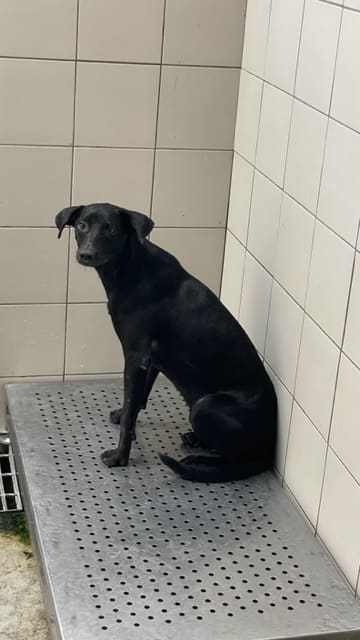 Photo of No. AAACG1120830009, Adult · Female · Medium · Mixed breed