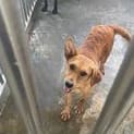 Photo of No. PAAAG1120829038, Adult · Female · Large · Mixed breed