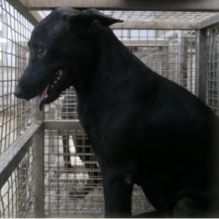 Photo of No. S120829-03, Adult · Female · Medium · Mixed breed