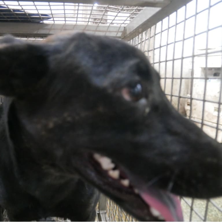 Photo of No. S120829-04, Adult · Male · Medium · Mixed breed