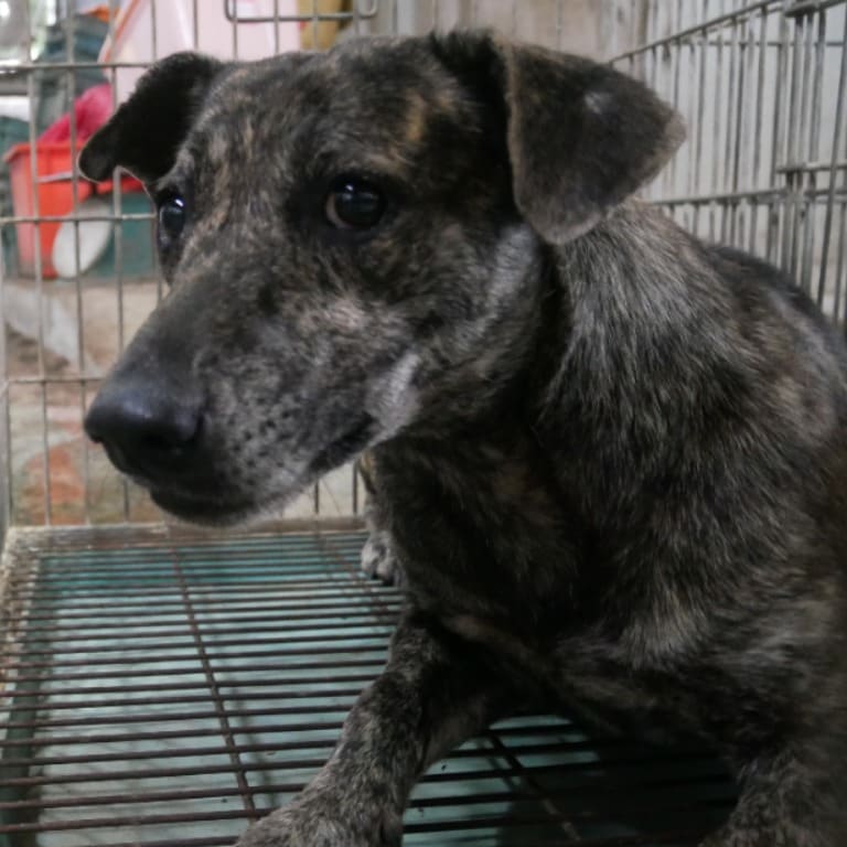 Tabby adult female mixed-breed dog, Medium, shelter no. …9-05