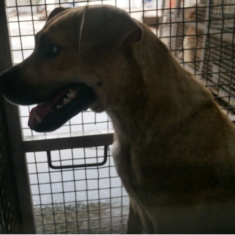 Photo of No. S120829-06, Adult · Female · Medium · Mixed breed