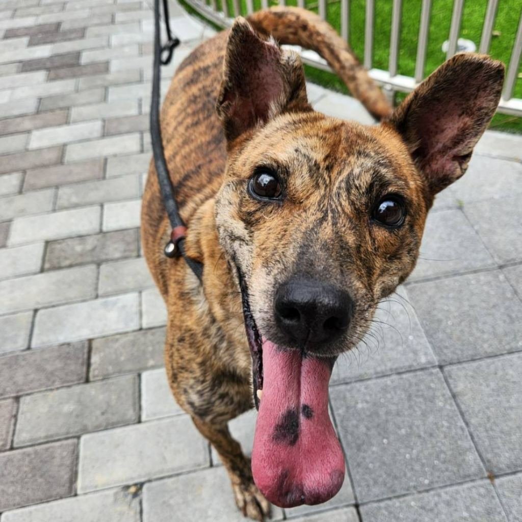 Photo of No. DAAAG1100407002, Adult · Male · Medium · Mixed breed