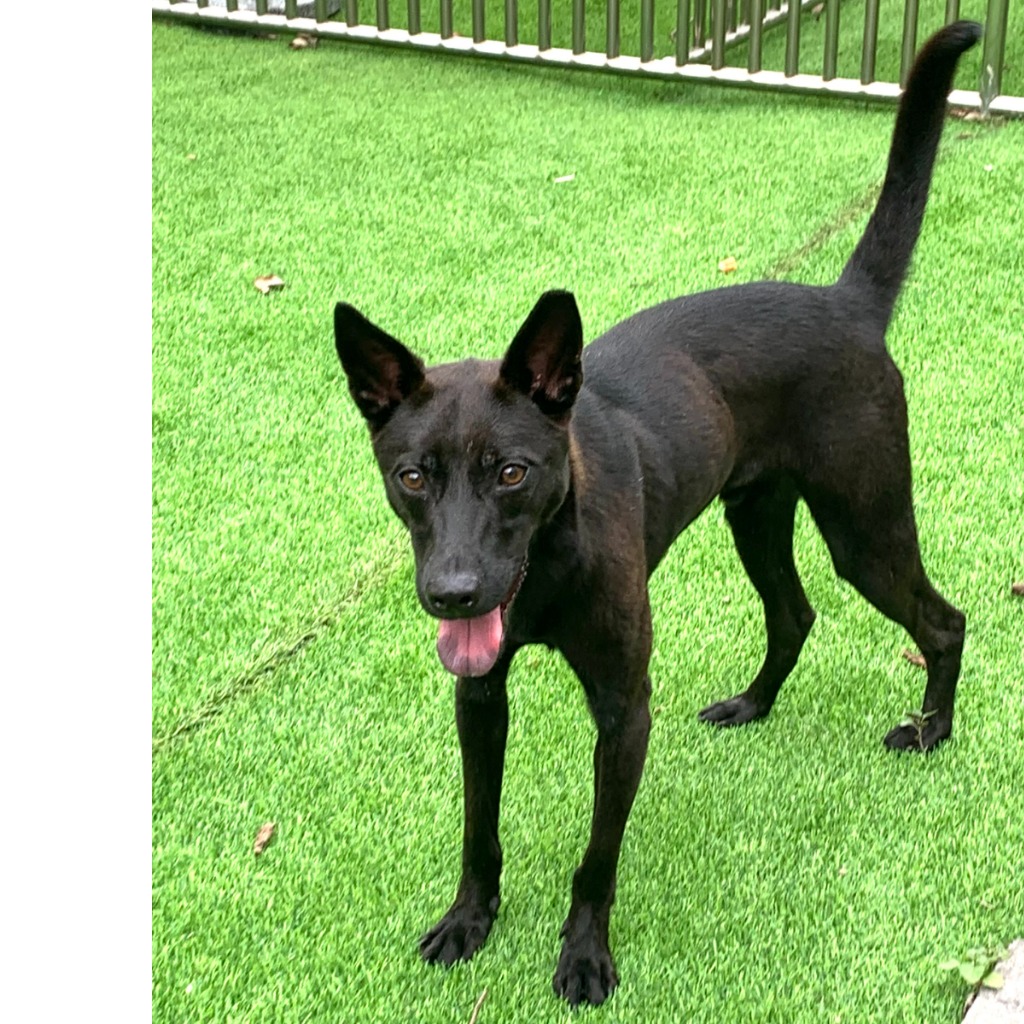 Photo of No. DAAAG1110902002, Adult · Male · Small · Mixed breed