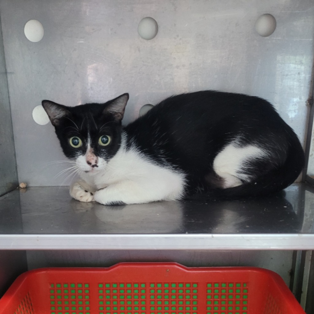 Photo of No. DAAAG1120904001, Adult · Female · Medium · Mixed breed