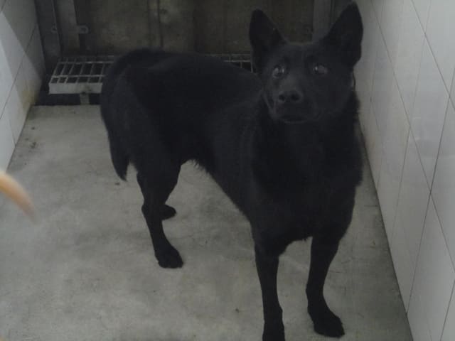 Photo of No. AAAEG103120804, Adult · Female · Medium · Mixed breed