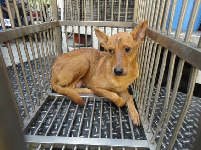 Photo of No. AAAEG104082403, Adult · Female · Medium · Mixed breed