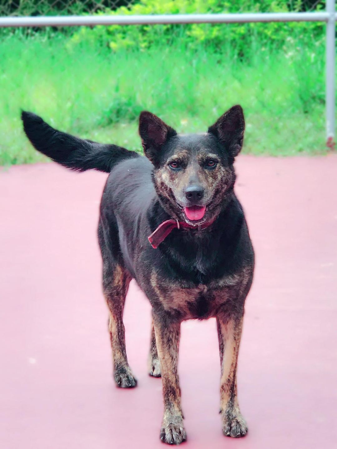 Photo of No. AAAEG105042208, Adult · Female · Medium · Mixed breed