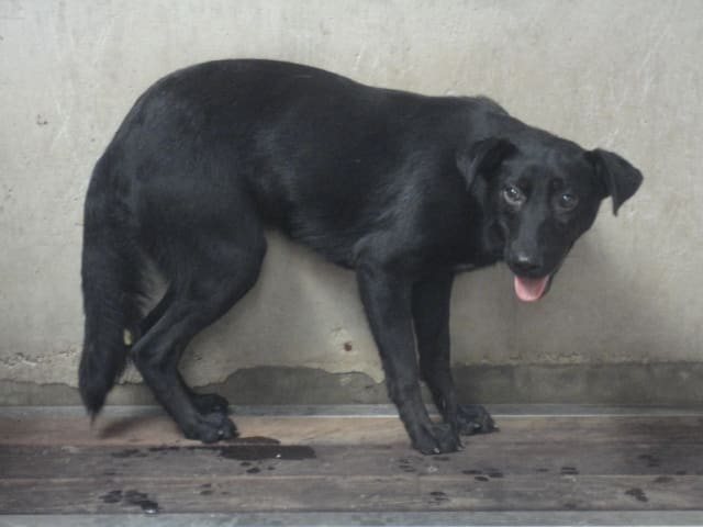 Photo of No. AAAEG105101104, Adult · Female · Medium · Mixed breed