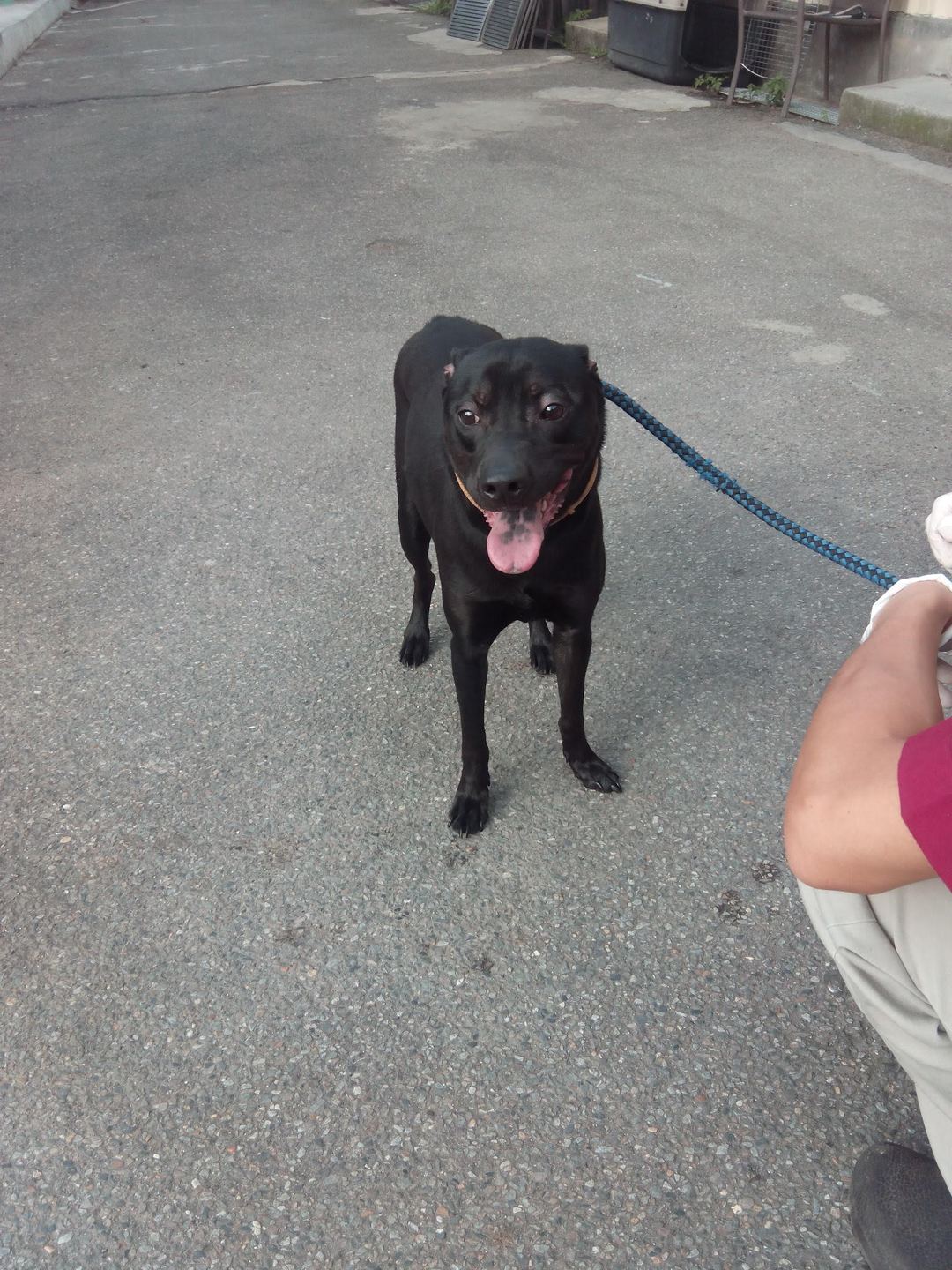 Photo of No. AAAEG106060102, Adult · Male · Medium · Mixed breed