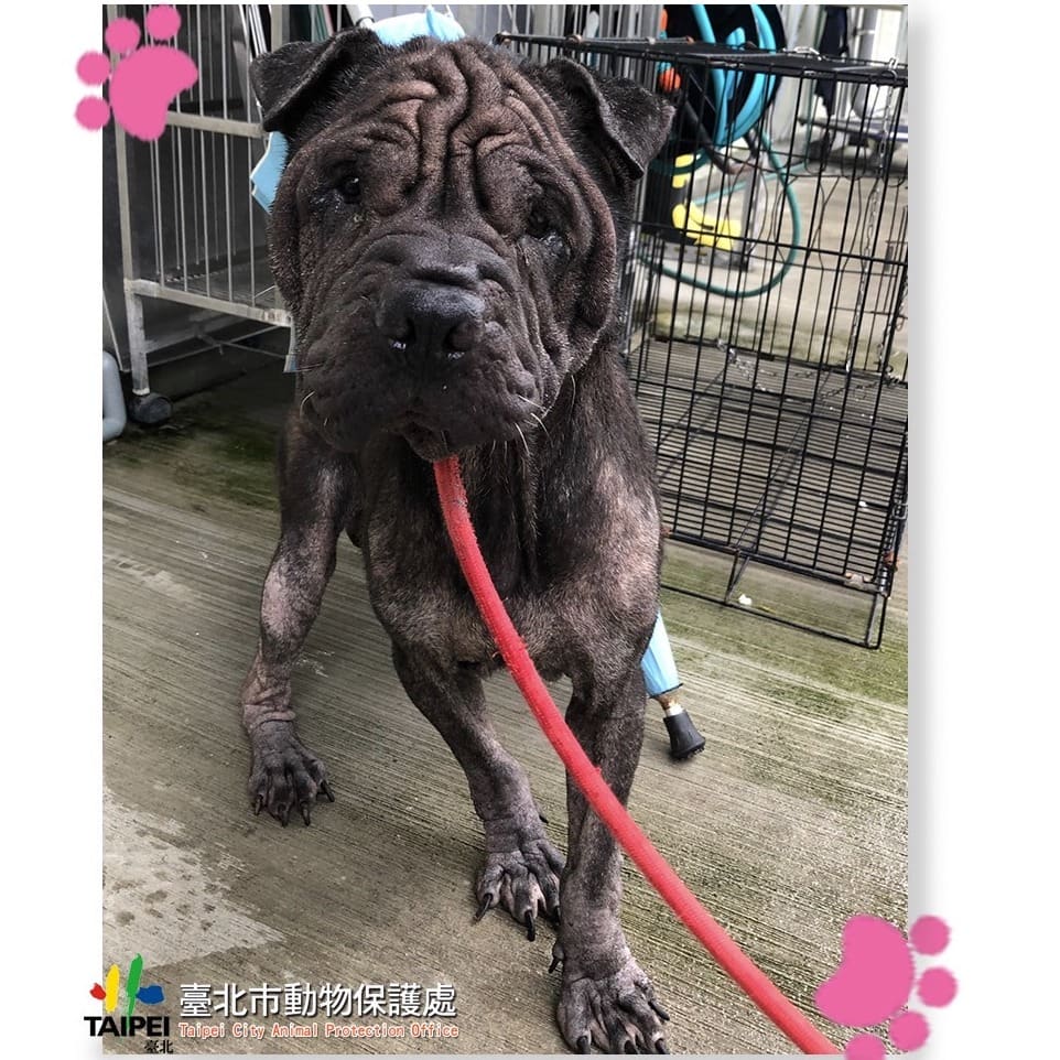 Black adult male mixed-breed dog, Medium, shelter no. …1502