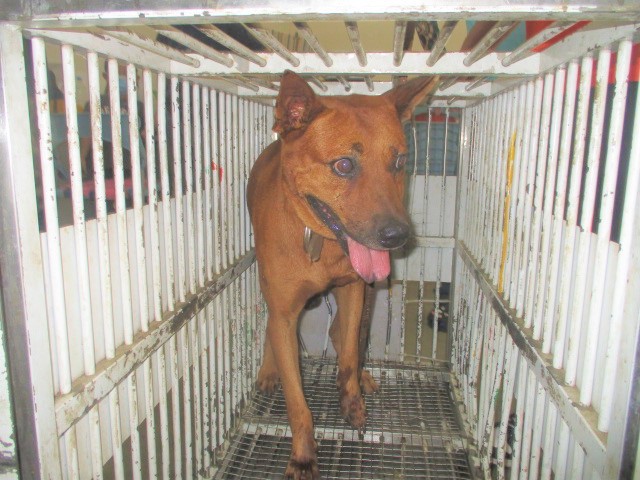 Photo of No. CAAAG1120905008, Adult · Male · Medium · Mixed breed