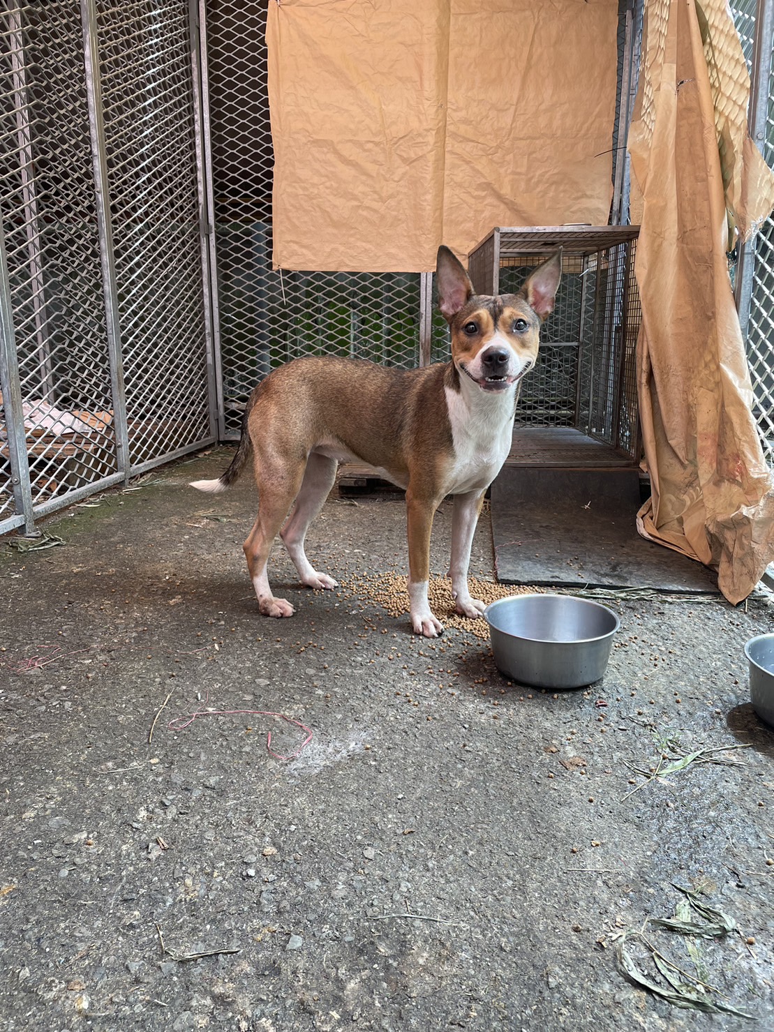 Photo of No. MAAAG1120907002, Adult · Female · Medium · Mixed breed