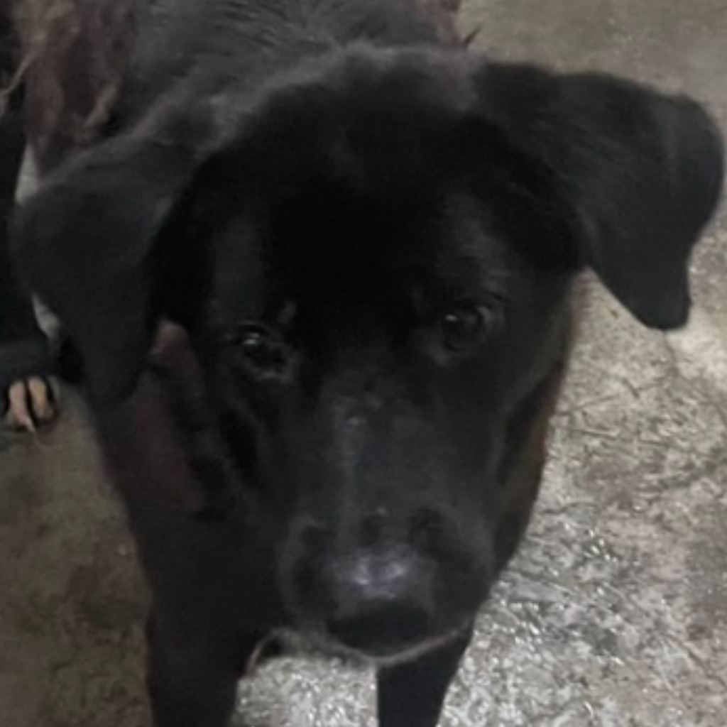 Black adult female mixed-breed dog, Large, shelter no. …2036