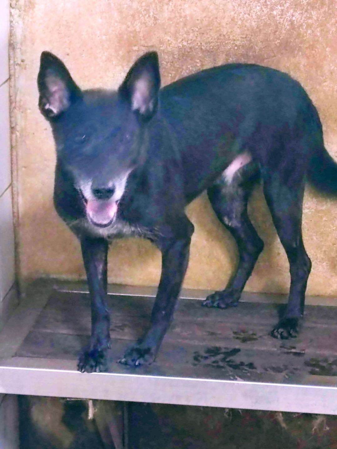 Photo of No. AAAEG106062311, Adult · Female · Medium · Mixed breed