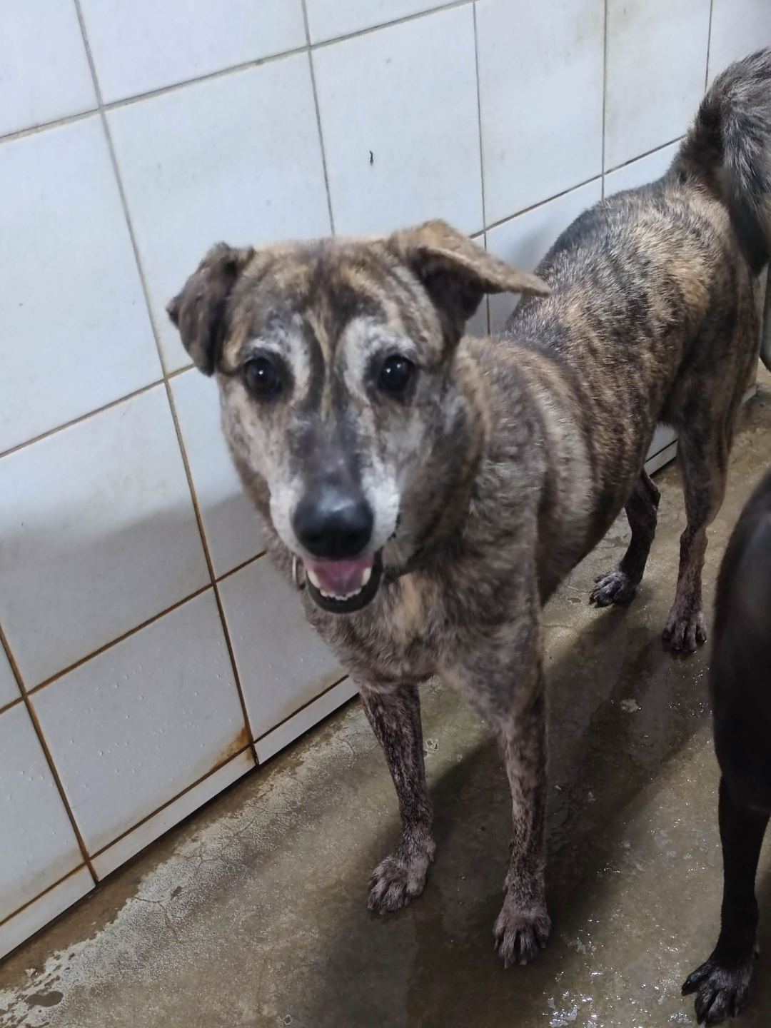 Photo of No. AAAEG106062203, Adult · Female · Medium · Mixed breed