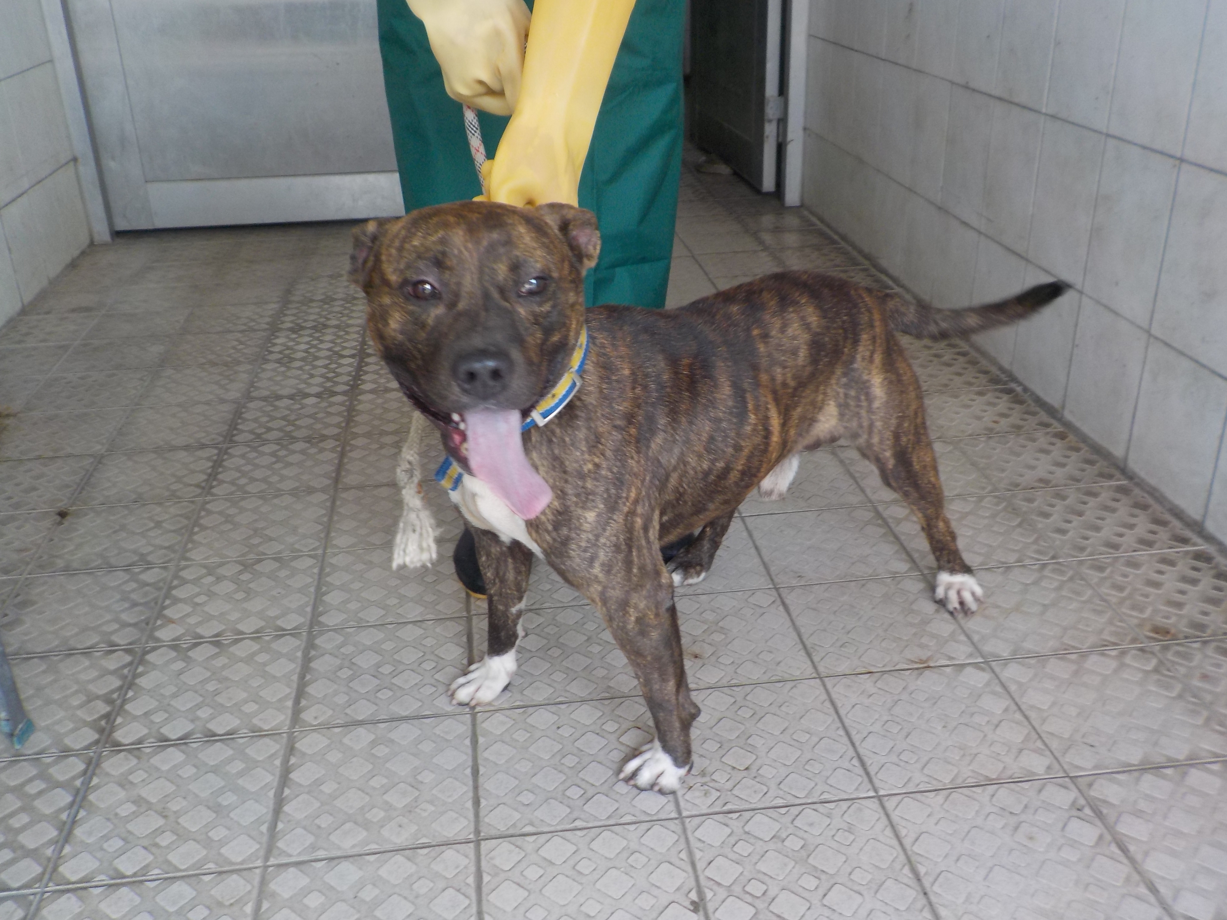 Photo of No. HAAAG1120911873, Adult · Male · Medium · Mixed breed
