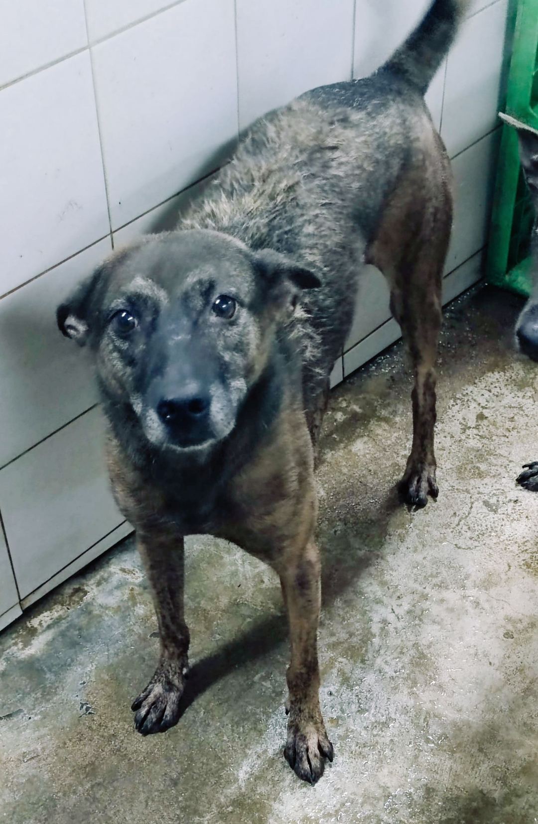 Tabby adult female mixed-breed dog, Medium, shelter no. …1410