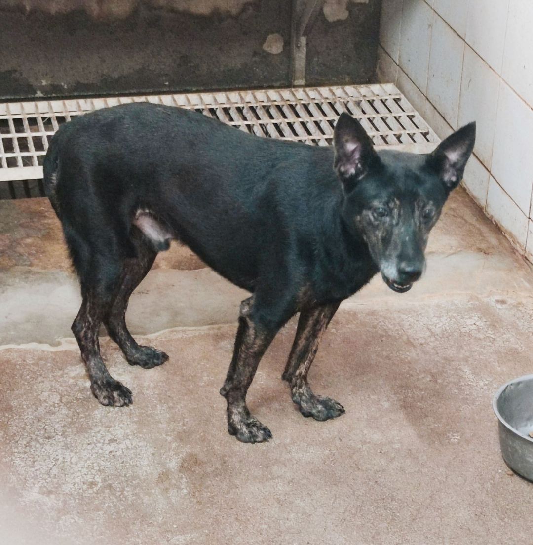 Photo of No. AAAEG106062104, Adult · Male · Medium · Mixed breed