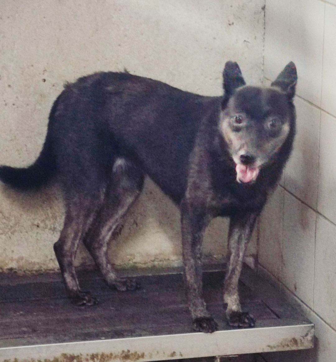 Photo of No. AAAEG106051809, Adult · Female · Medium · Mixed breed