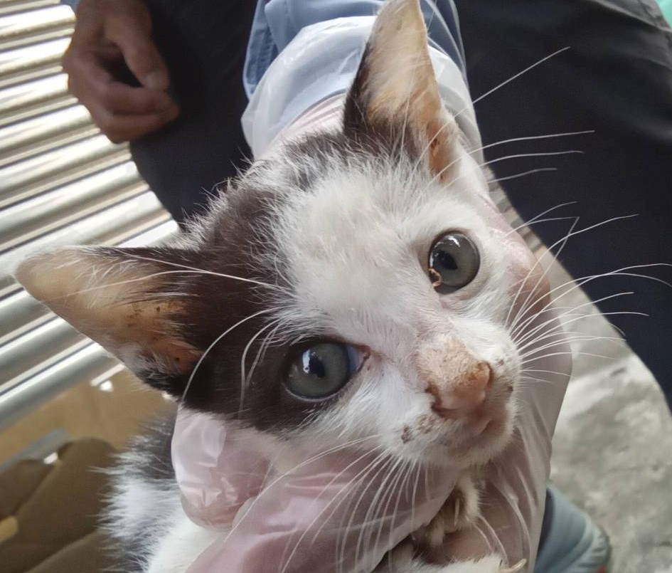 Photo of No. CAAAG1120919001, Young · Male · Small · Mixed breed