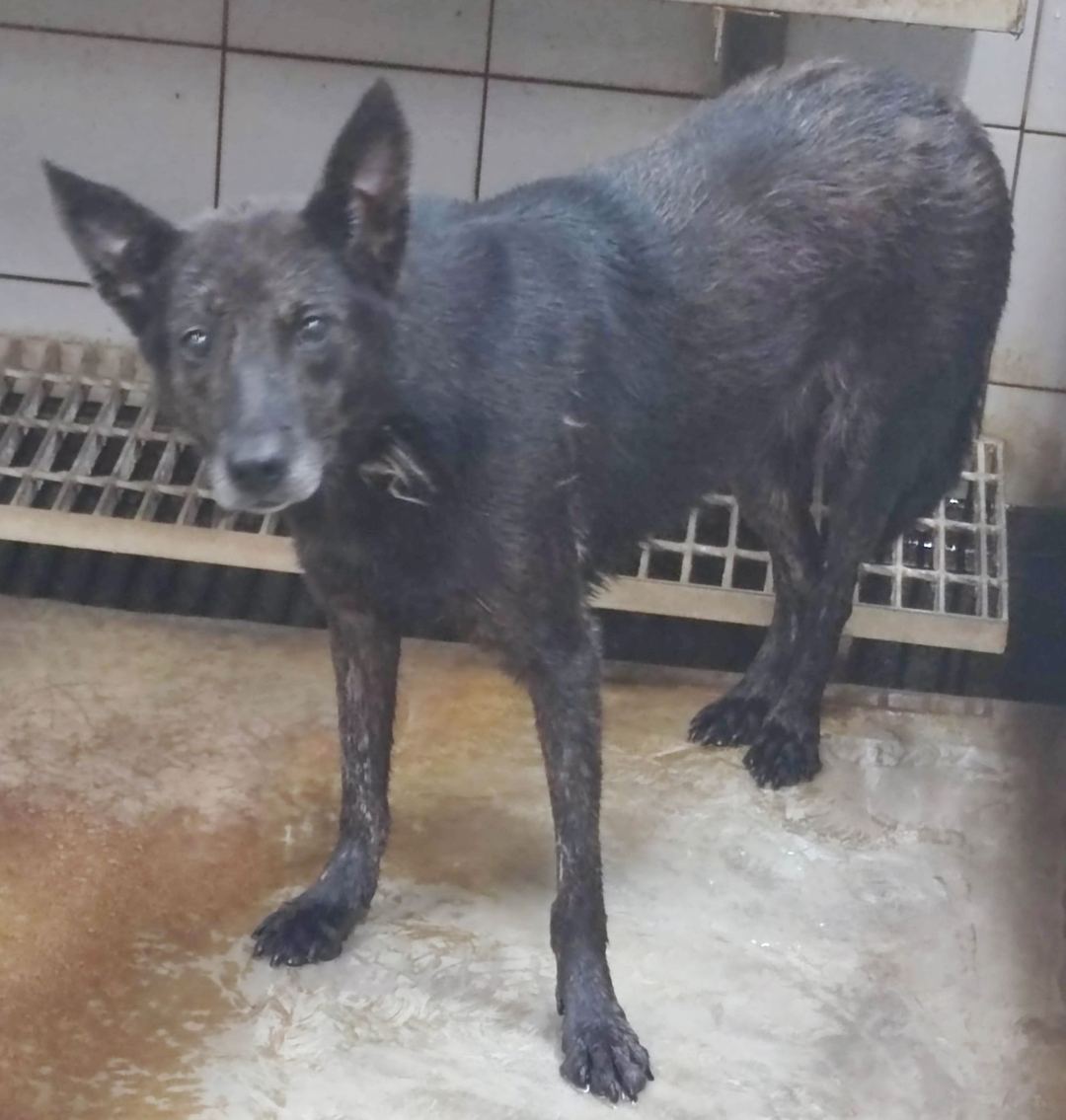 Photo of No. AAAEG106062106, Adult · Female · Medium · Mixed breed