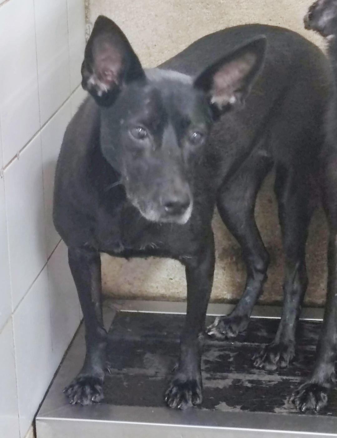 Photo of No. AAAEG104122202, Adult · Female · Medium · Mixed breed